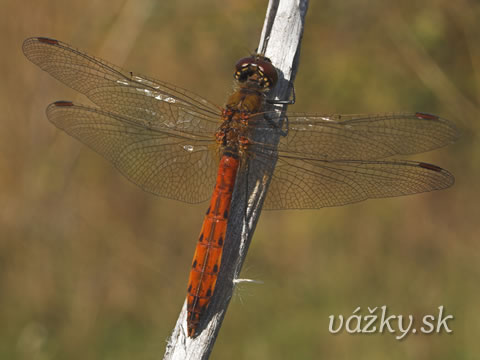 Sympetrum depressiusculum